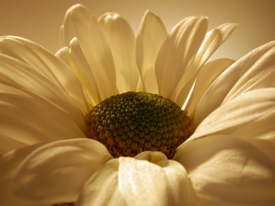 цветок - монохром, цветок - оригинал