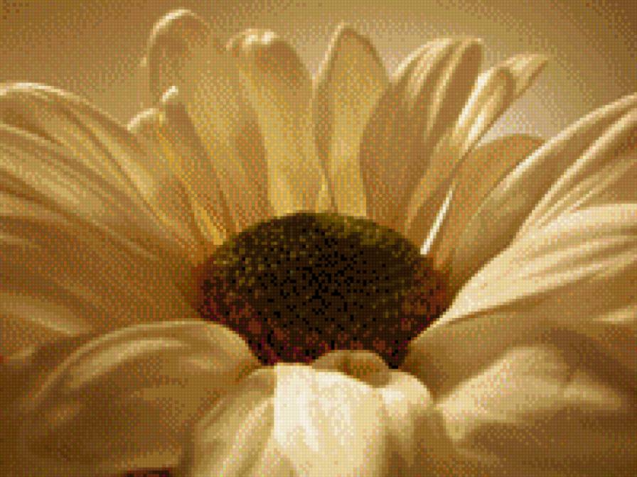 цветок - монохром, цветок - предпросмотр