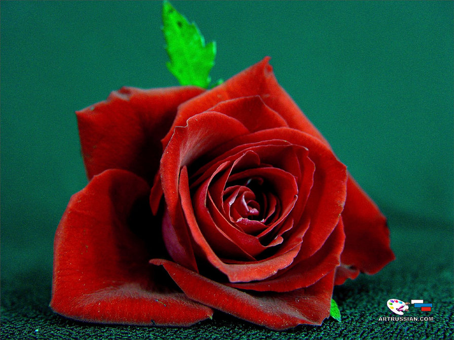 роза - роза, цветок, красота, гордость - оригинал