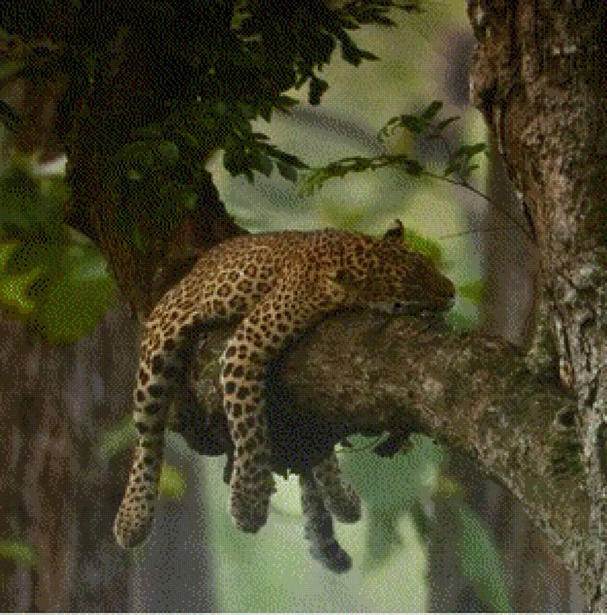 Тихий час - природа, животные, леопард - предпросмотр