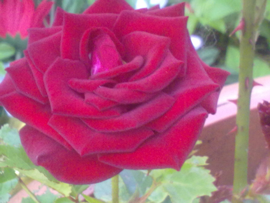 розочка - оригинал