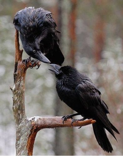 №688553 - оригинал