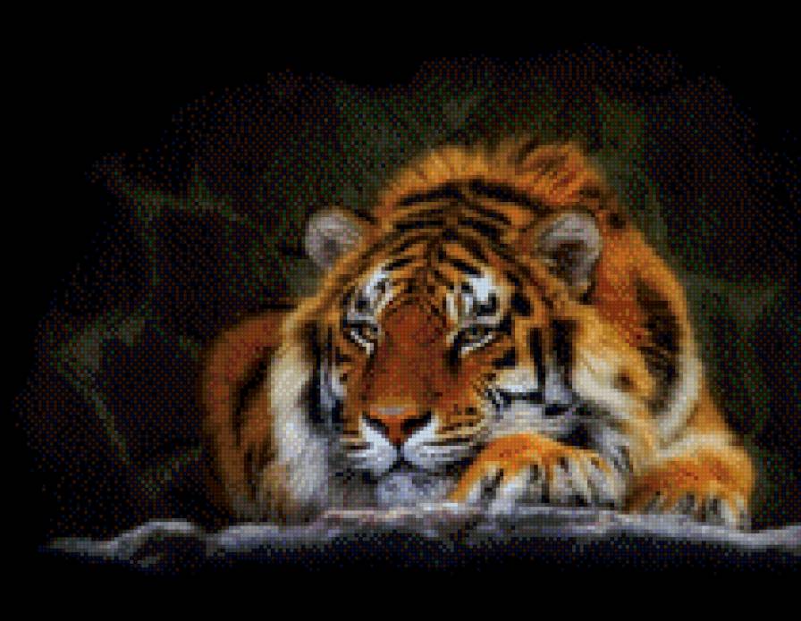 тигра - тигр, животные - предпросмотр