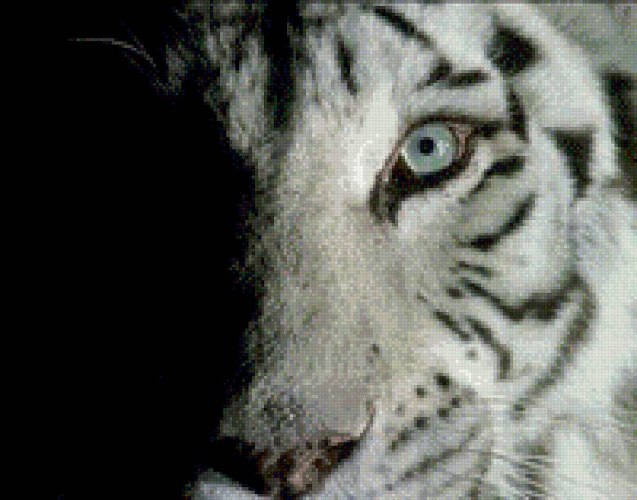 тигр - монохром, тигр, черно-белое - предпросмотр