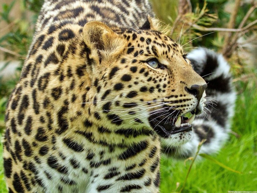 №688688 - гепард, кошка, животные - оригинал