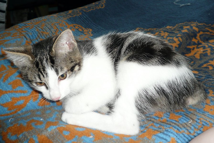 мотяка 45 - оригинал