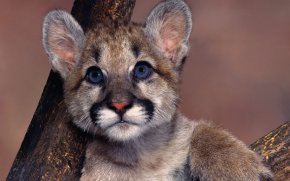 львенок - животные, кошки - оригинал