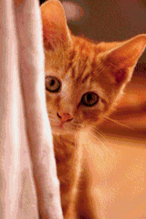 рыжий котёнок - рыжий, котенок, кошки - предпросмотр