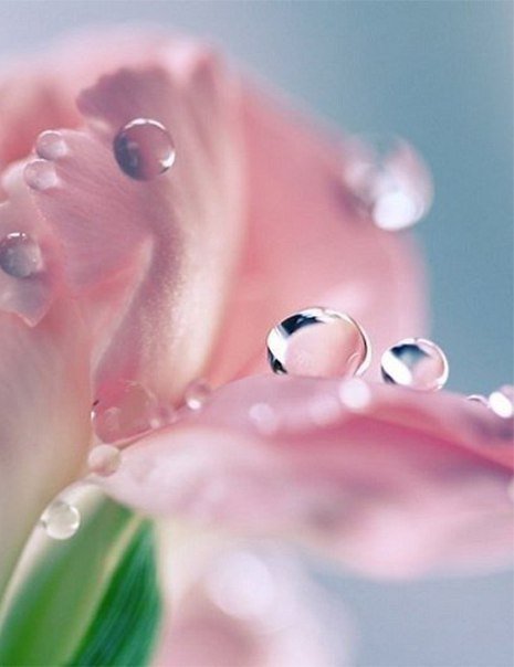 капли на цвитке - капли, цветок, ростение, роса, лист - оригинал