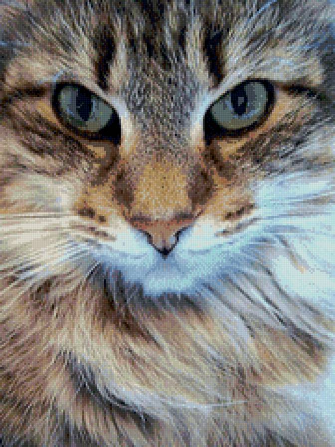 кошачий взгляд - животное, кошка - предпросмотр