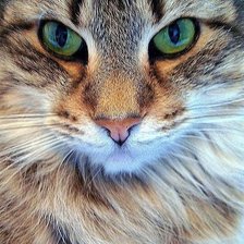 кошачий взгляд