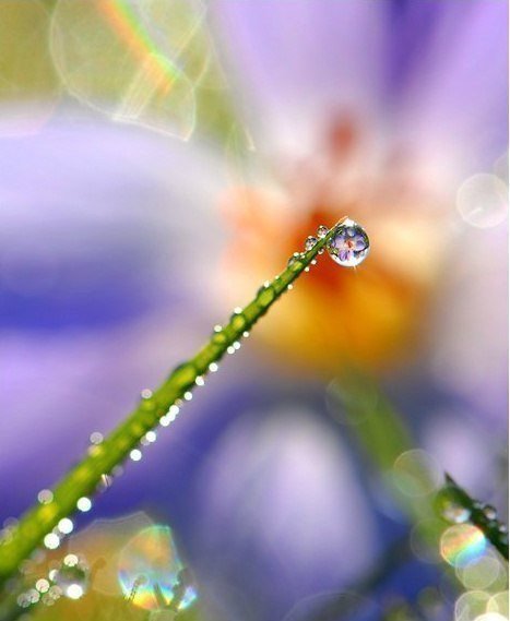 роса - природа, роса - оригинал