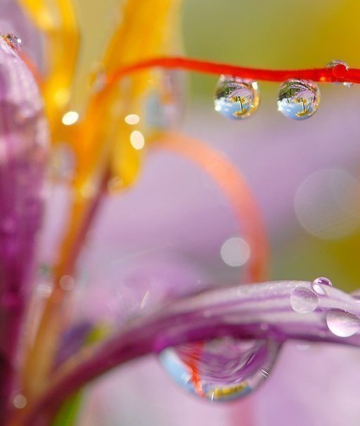 капли - природа, роса - оригинал