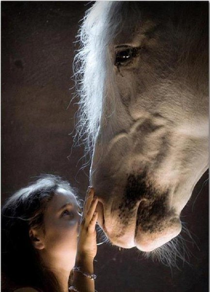 девушка и лошадь - лошади - оригинал