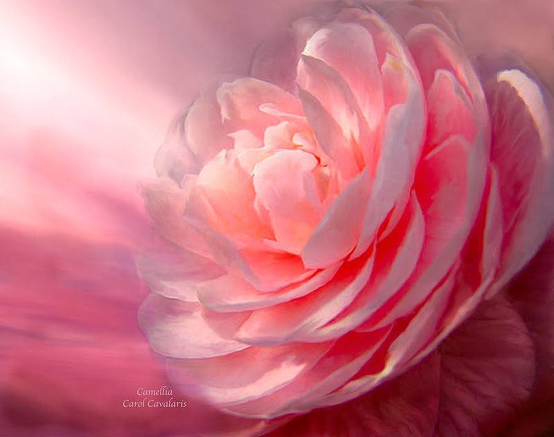 красота розы - роза, цветок, красота, графика, панно - оригинал