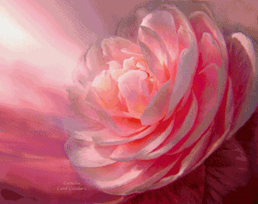 красота розы - панно, графика, цветок, роза, красота - предпросмотр