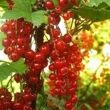 Схема вышивки «красная_смородина»