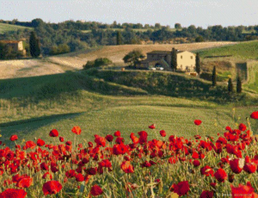 маки - природа, маки, пейзаж - предпросмотр