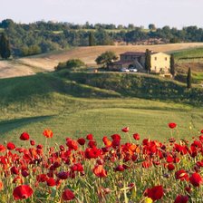 Схема вышивки «маки»