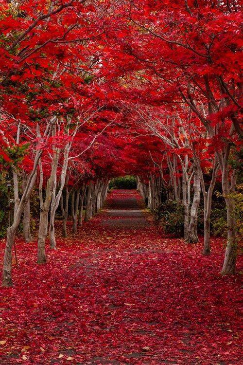 Осенняя дорога - дорога, осень, природа, пейзаж, лес - оригинал