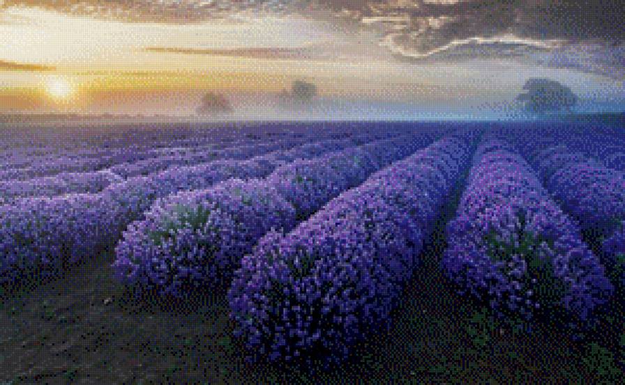 Лавандовое поле - природа, пейзаж, лаванда, закат, цветы - предпросмотр
