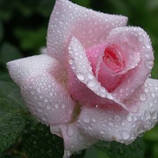 Схема вышивки «№689202»