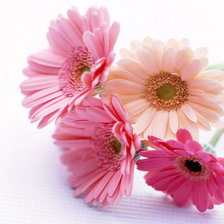 Схема вышивки «№689213»