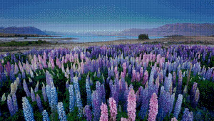 Поле-левкое - цветы, пейзаж, природа - предпросмотр