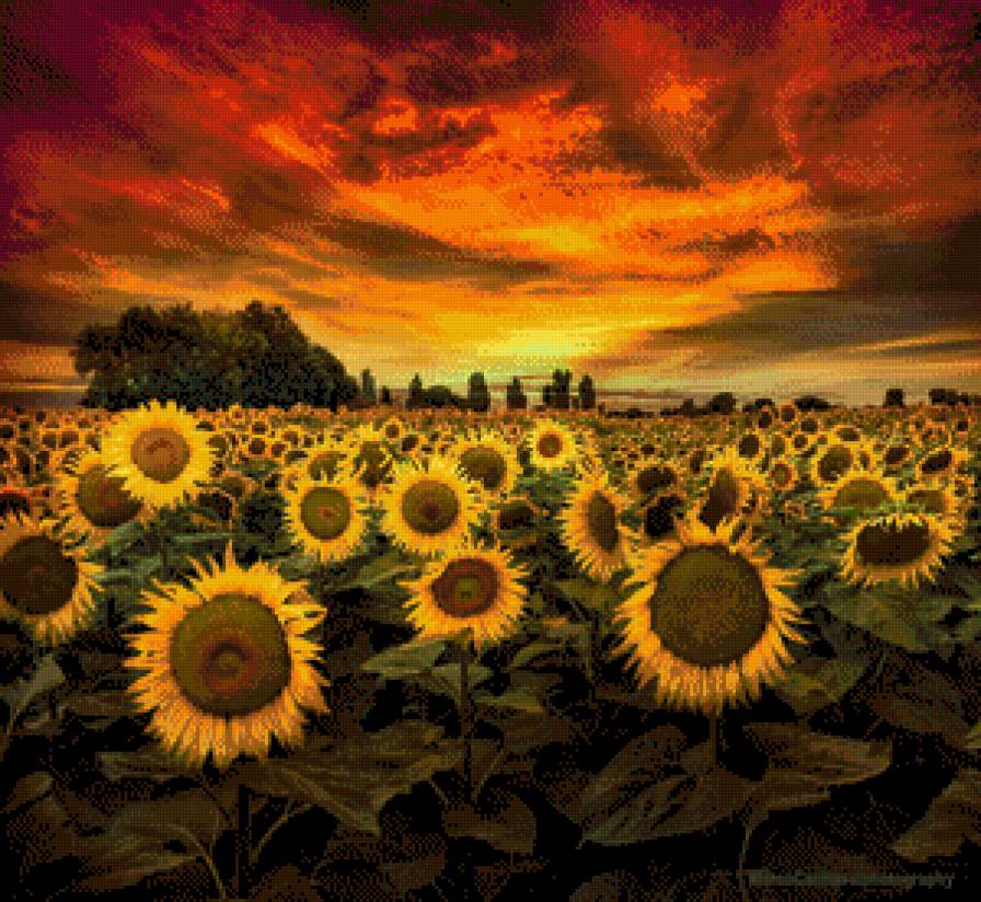 Закат - природа, пейзаж, закат, подсолнухи, сельский пейзаж - предпросмотр