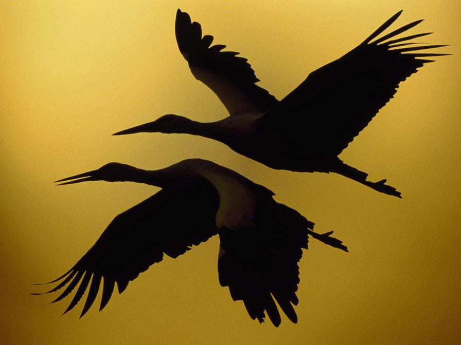журавли - романтично, журавли, монохром, птицы, закат - оригинал