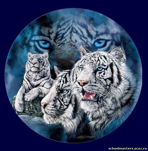 белые тигры - животные - оригинал