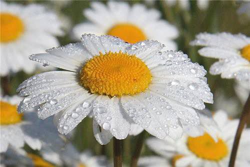 ромашки - цветы, роса, ромашка - оригинал