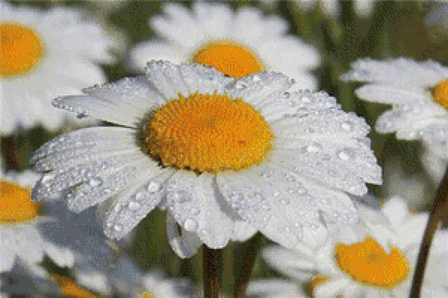 ромашки - цветы, роса, ромашка - предпросмотр