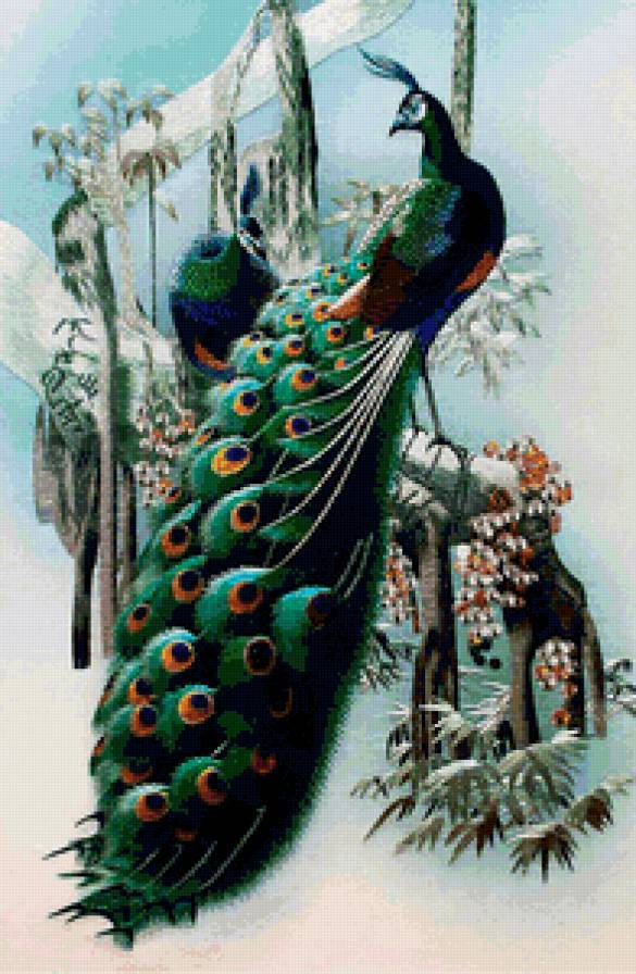 Павлины - птицы, природа - предпросмотр