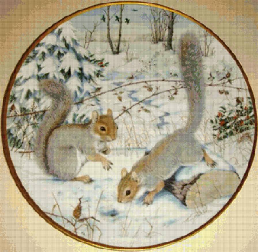 Белки - животные - предпросмотр