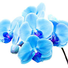 Оригинал схемы вышивки «Синяя орхидея» (№689486)
