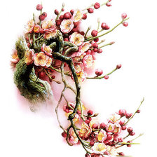 ветка цветущей сакуры