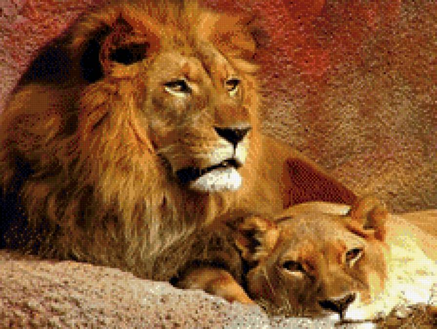 львы - предпросмотр