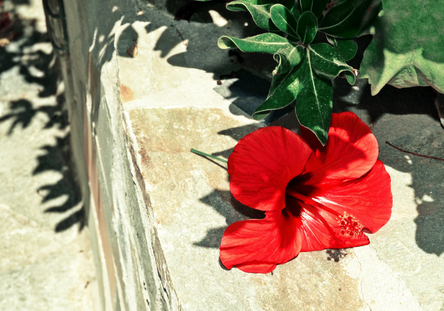 цветок - цветок - оригинал