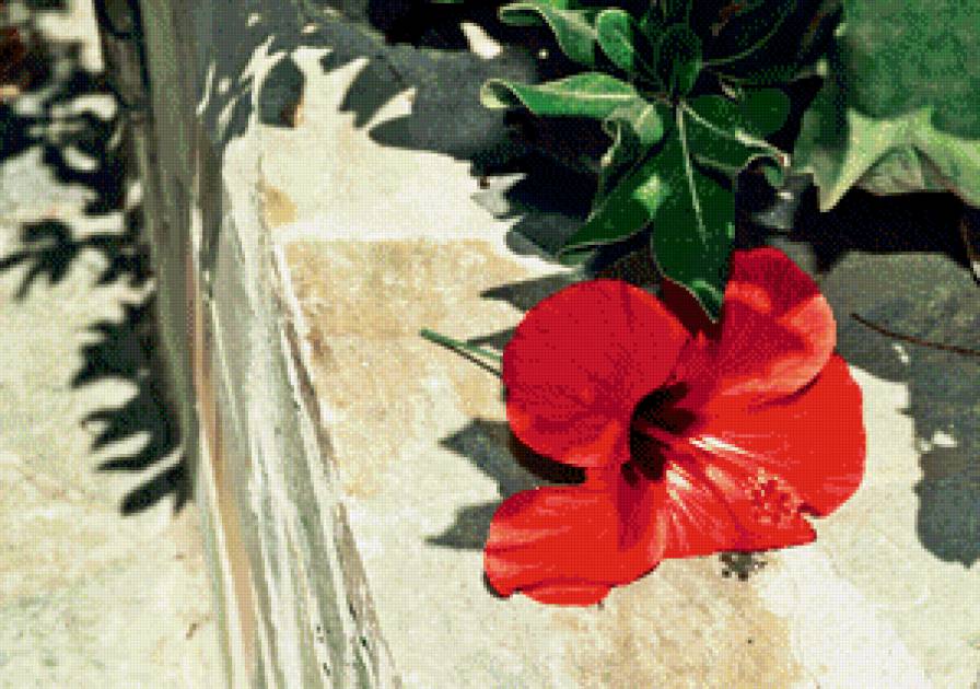 цветок - цветок - предпросмотр