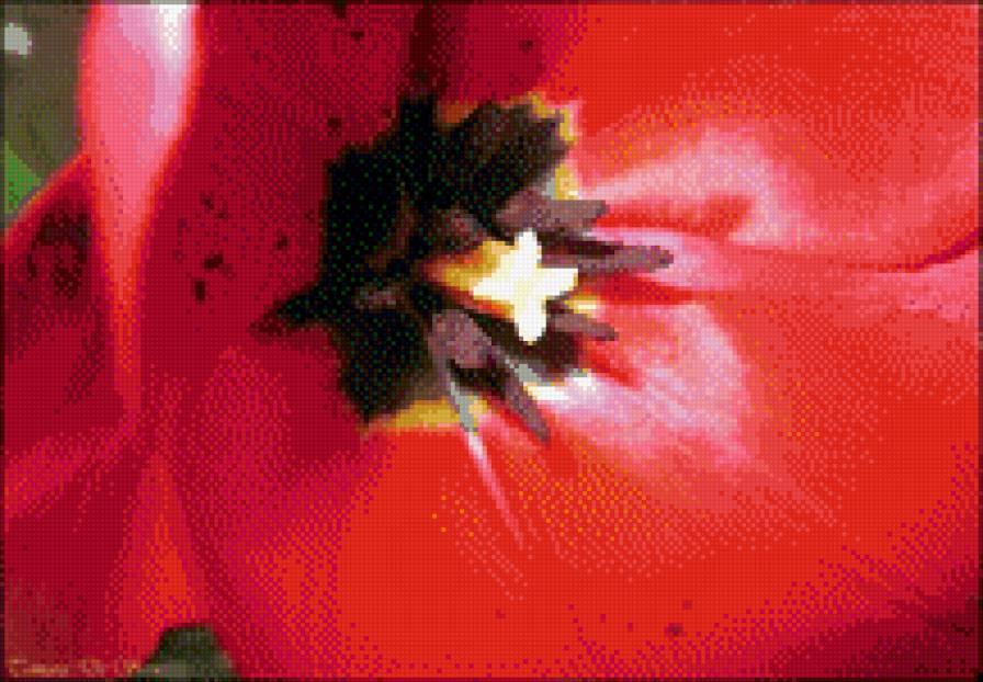 тюльпан - предпросмотр