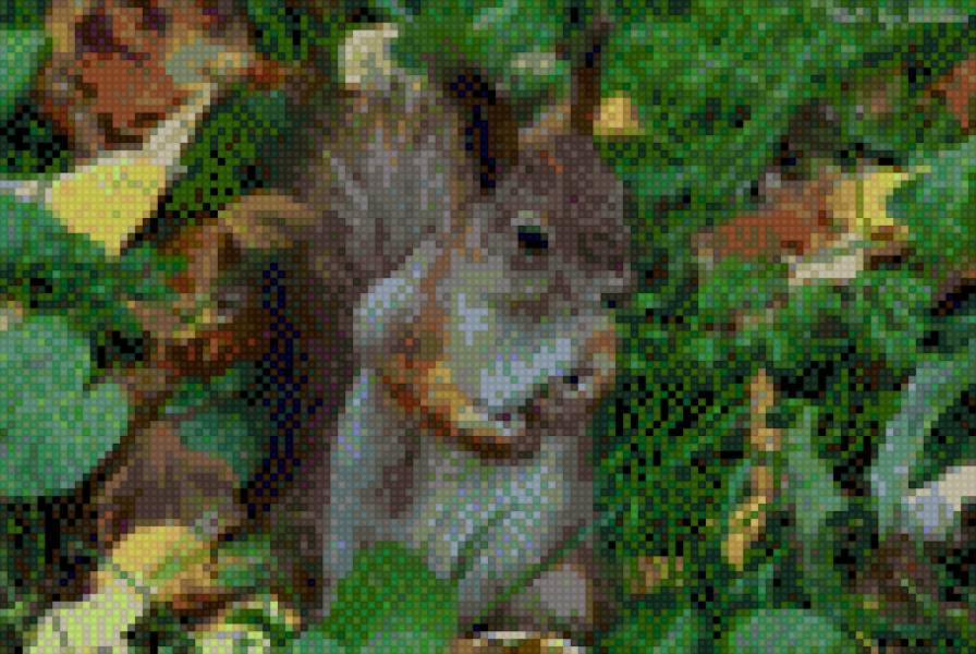 белка - предпросмотр