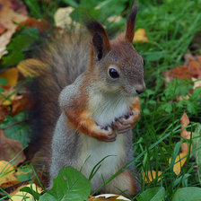 Схема вышивки «белка»