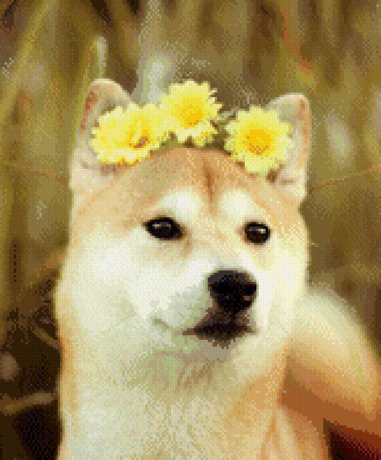 №690295 - животные, хаски, звери, собаки - предпросмотр