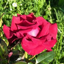 Схема вышивки «Red Rose»