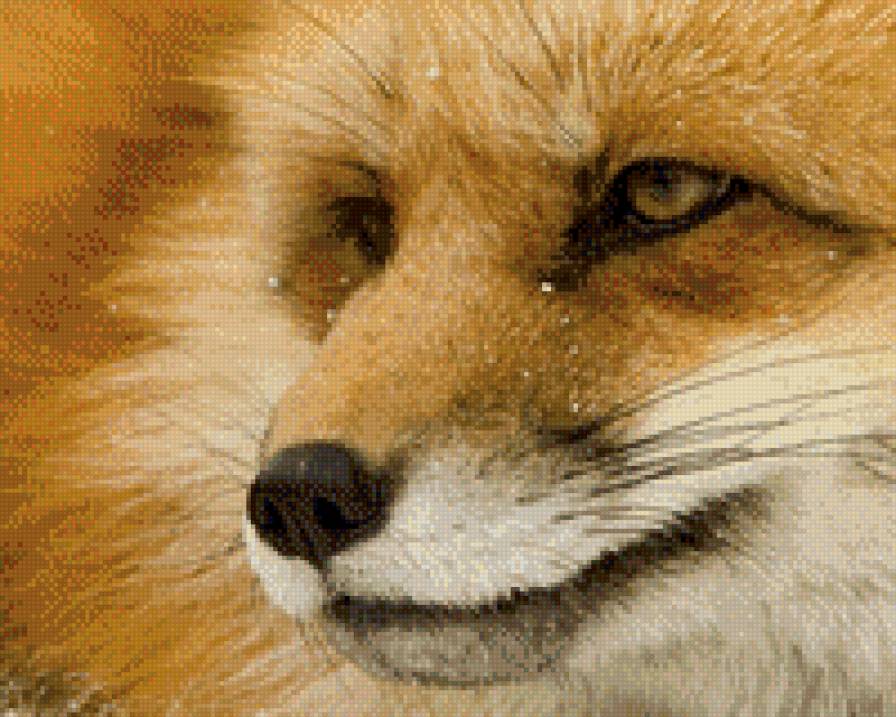 №690458 - звери, лиса, животные - предпросмотр