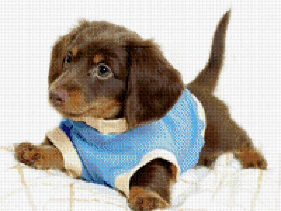 №690523 - звери, щенки, щенок, собаки, животные - предпросмотр