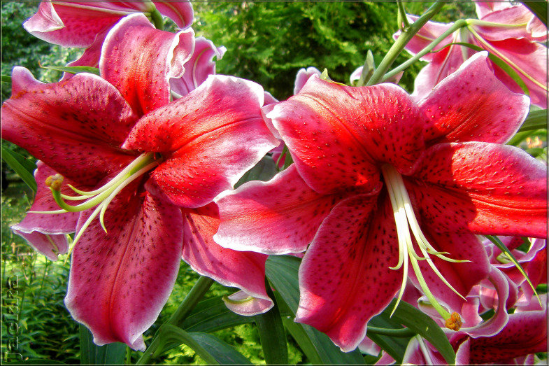 Лилии - оригинал