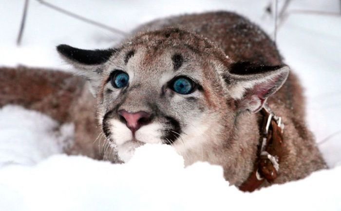 Кыся - оригинал