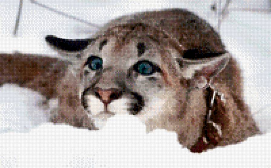 Кыся - предпросмотр